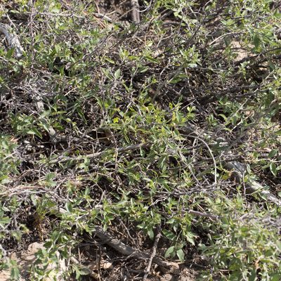 Ceanothus fendleri, photographed by Robbie Hannawacker