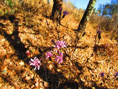 Acourtia purpusii, photographed by Oscar Alejandro Morales Juárez