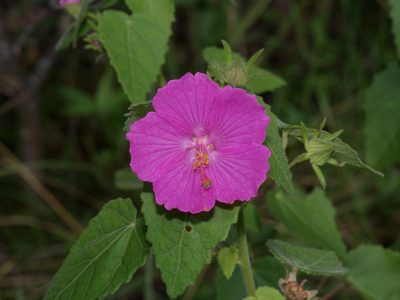 Pavonia lasiopetala, photographed by Michelle W. （鍾偉瑋）