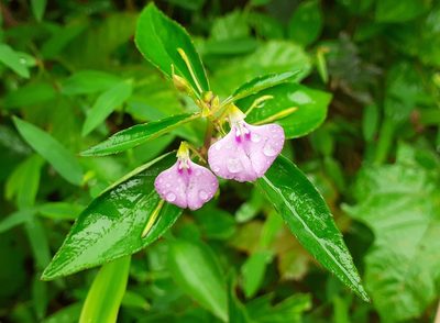Impatiens minor, photographed by OnePlanet