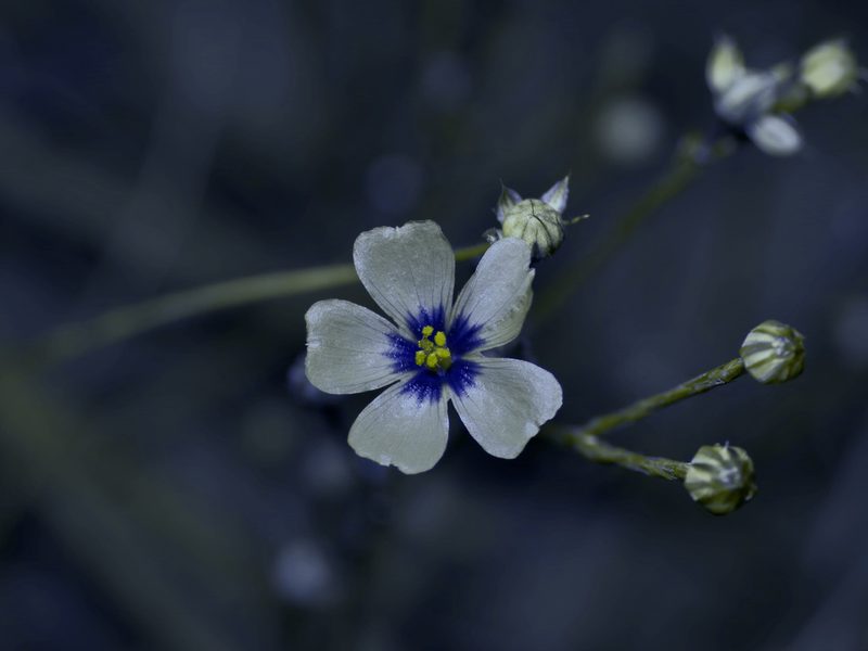 Linum hudsonioides, photographed by Michelle W. （鍾偉瑋）