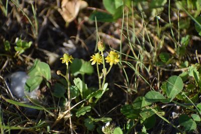 Halerpestes cymbalaria, photographed by Syd Cannings