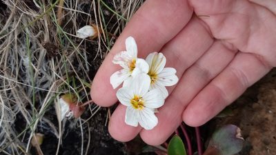 Claytonia joanneana, photographed by nina_nesterova