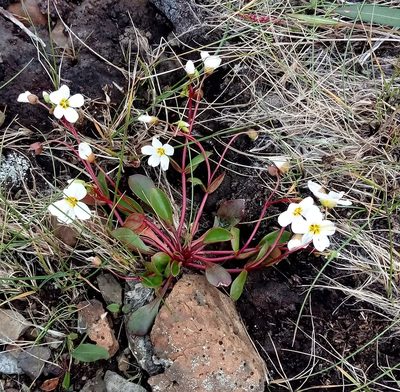 Claytonia joanneana, photographed by nina_nesterova