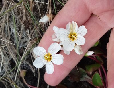 Claytonia joanneana, photographed by nina_nesterova
