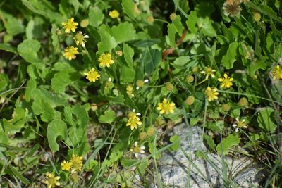 Halerpestes cymbalaria, photographed by Syd Cannings