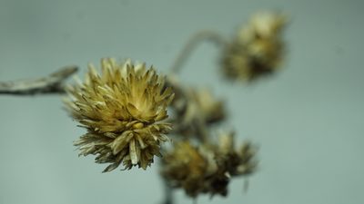Achyrocline lehmannii, photographed by Jairo Pinto