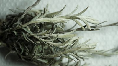 Achyrocline lehmannii, photographed by Jairo Pinto