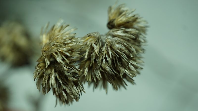 Achyrocline lehmannii, photographed by Jairo Pinto