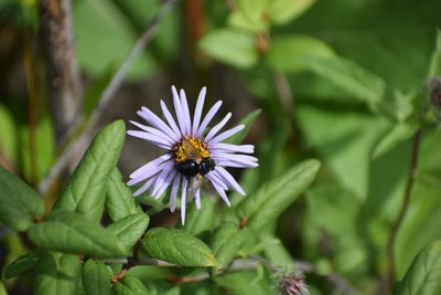 Eurybia sibirica, photographed by Syd Cannings
