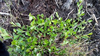 Salix saxatilis, photographed by nina_nesterova
