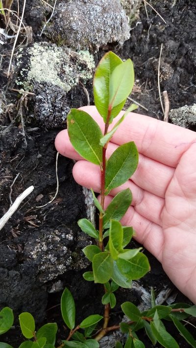Salix saxatilis, photographed by nina_nesterova