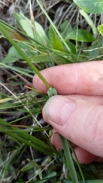 Poa alpigena, photographed by nina_nesterova
