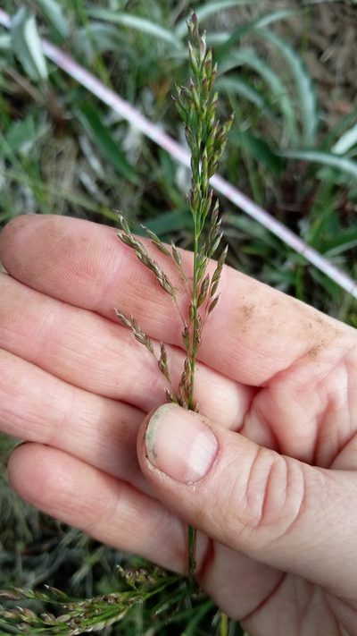 Poa alpigena, photographed by nina_nesterova