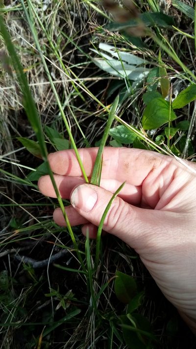 Poa alpigena, photographed by nina_nesterova