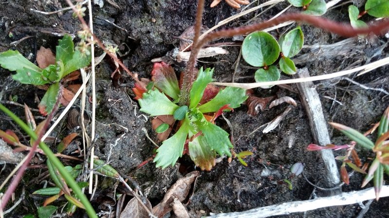 Micranthes foliolosa, photographed by nina_nesterova