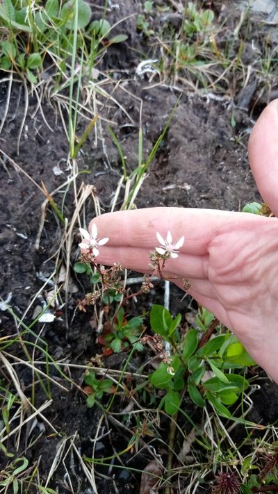 Micranthes foliolosa, photographed by nina_nesterova