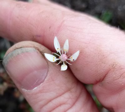 Micranthes foliolosa, photographed by nina_nesterova