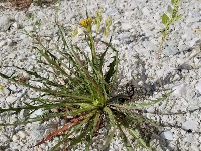 Taraxacum ceratophorum, photographed by Syd Cannings
