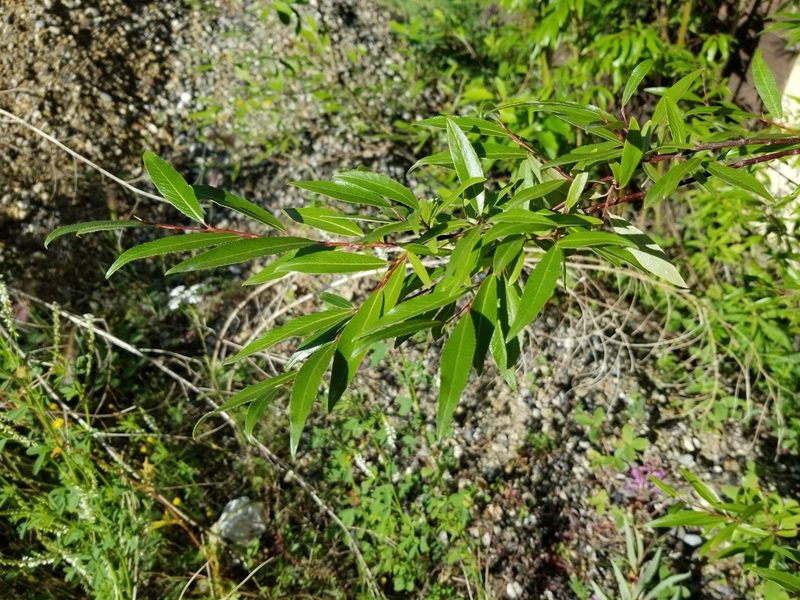 Salix arbusculoides, photographed by Syd Cannings