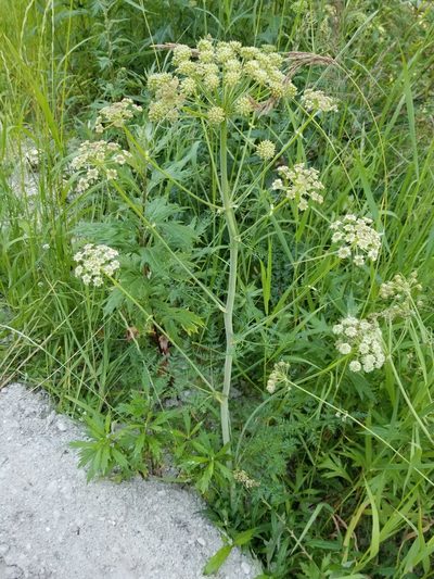 Cnidium cnidiifolium, photographed by Syd Cannings