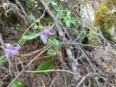 Campanula aurita, photographed by Syd Cannings