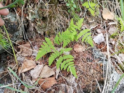 Gymnocarpium continentale, photographed by Syd Cannings