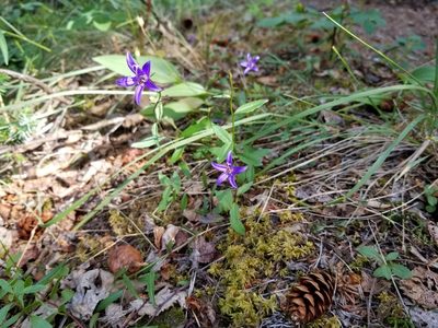 Campanula aurita, photographed by Syd Cannings