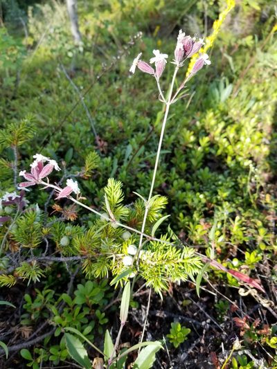 Silene repens, photographed by Syd Cannings