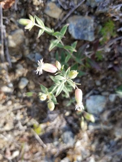 Silene williamsii, photographed by Syd Cannings