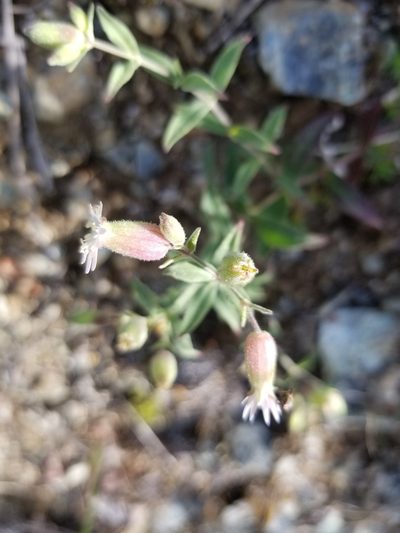 Silene williamsii, photographed by Syd Cannings