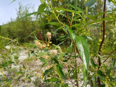 Salix lasiandra, photographed by Syd Cannings