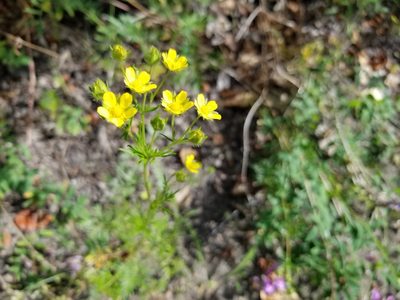 Potentilla bimundorum, photographed by Syd Cannings