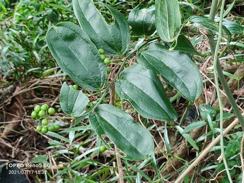 Smilax bracteata, photographed by Ong Jyh Seng