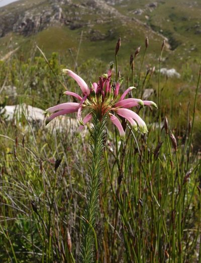 Erica fascicularis, photographed by Thibaud Aronson