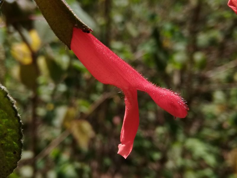 Salvia gesneriiflora, photographed by miguelm_b