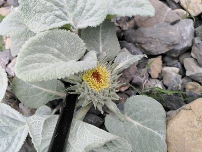 Berardia lanuginosa, photographed by Sandrine D'Hooge