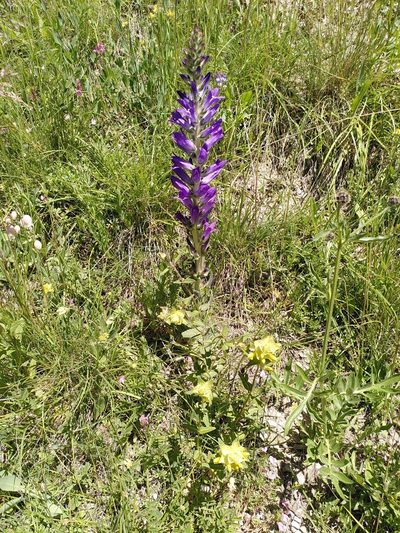 Campanula spicata, photographed by Sandrine D'Hooge