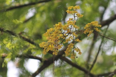 Trichocentrum cebolleta, photographed by Alexis López Hernández