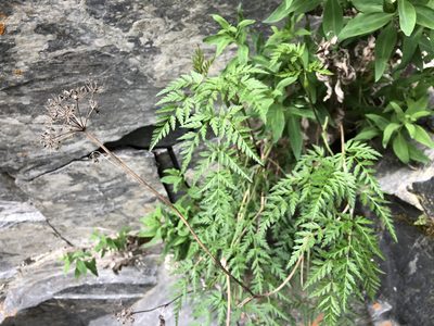 Conioselinum tataricum, photographed by Jason Grant