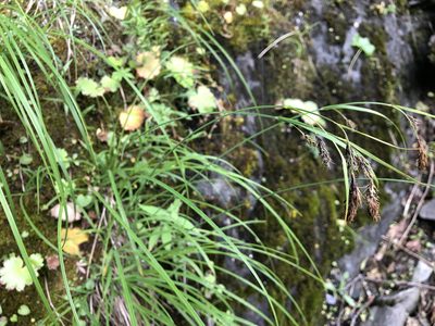 Carex macrochaeta, photographed by Jason Grant