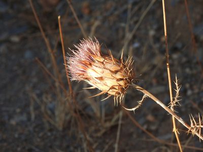 Cynara humilis, photographed by Duarte Frade