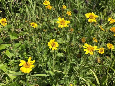 Arnica latifolia, photographed by Jason Grant