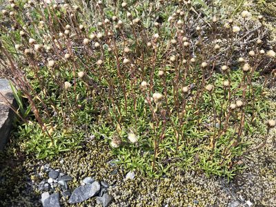 Antennaria monocephala
