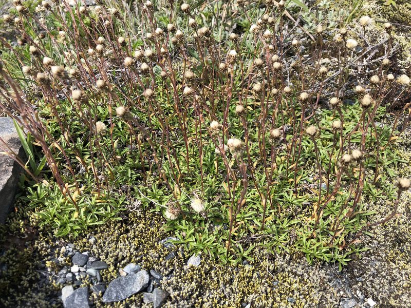 Antennaria monocephala, photographed by Jason Grant