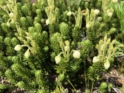 Phyllodoce glanduliflora, photographed by Jason Grant