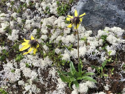 Arnica lessingii, photographed by Jason Grant