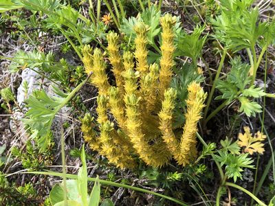 Huperzia continentalis, photographed by Jason Grant