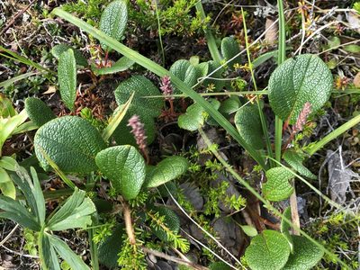 Salix reticulata, photographed by Jason Grant