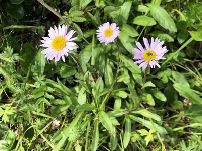 Erigeron peregrinus, photographed by Jason Grant